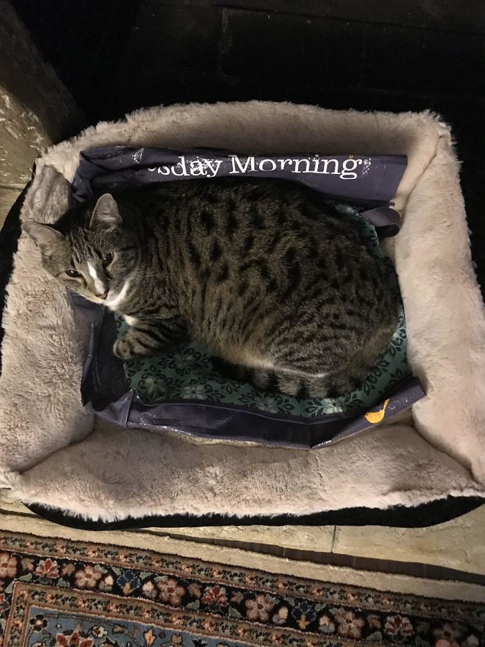 My Cat Will Only Use His Bed If There’s A Shopping Bag In It
