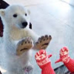 biscuitanderson avatar