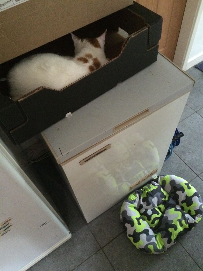 So I Bought A New Bed For My Cat