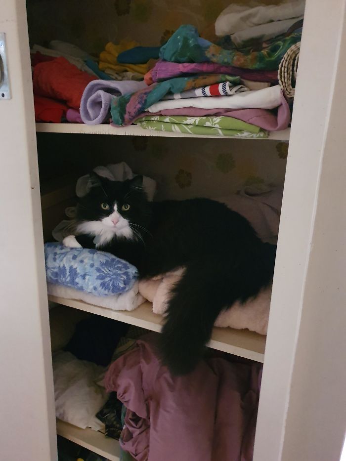 This Is Angel. He Found A Great New Spot To Sleep Just An Hour After I Brought Him Home A New $50 Bed