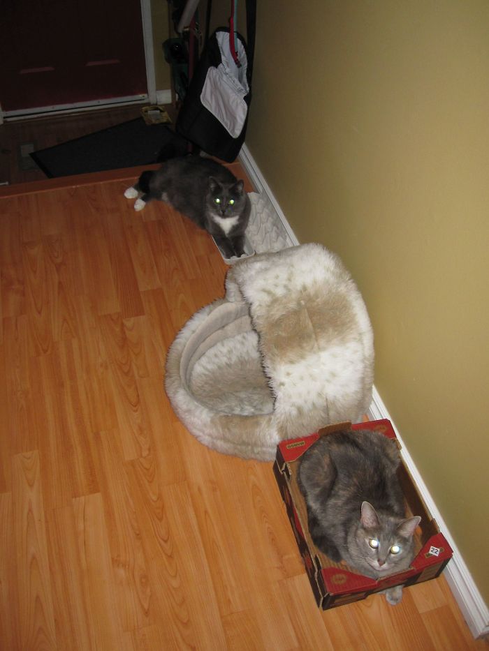 Two Cats Three Choices: Bed, Box, Egg Carton. Guess What They Choose To Lay In?