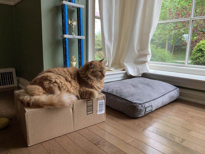 So Happy That We Bought A Cat Bed