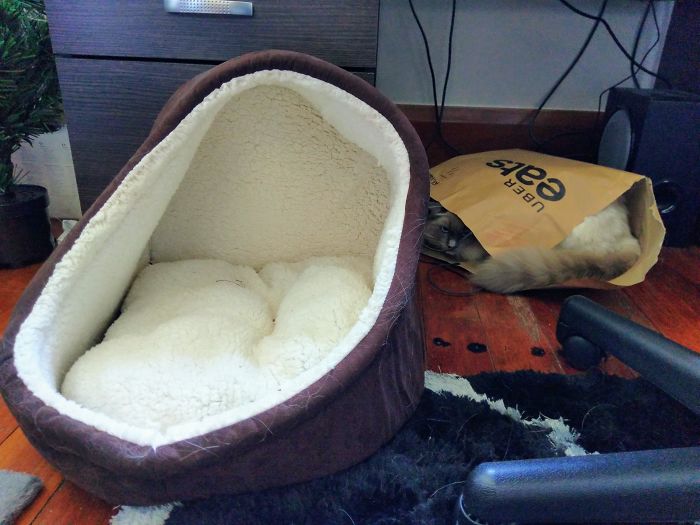 Anybody Need An Unused Cat Bed