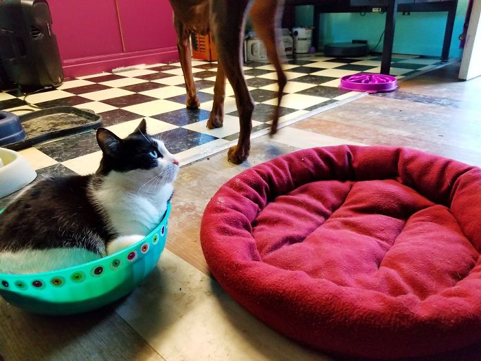 Actual Cat Bed vs. Empty Dog Bowl