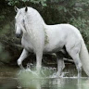 carlaphillips_1 avatar