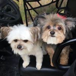 teapotcollector2 avatar