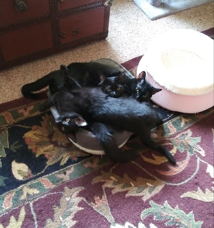 Laying On Upside Cat Beds Is All The Rage In My House Lately