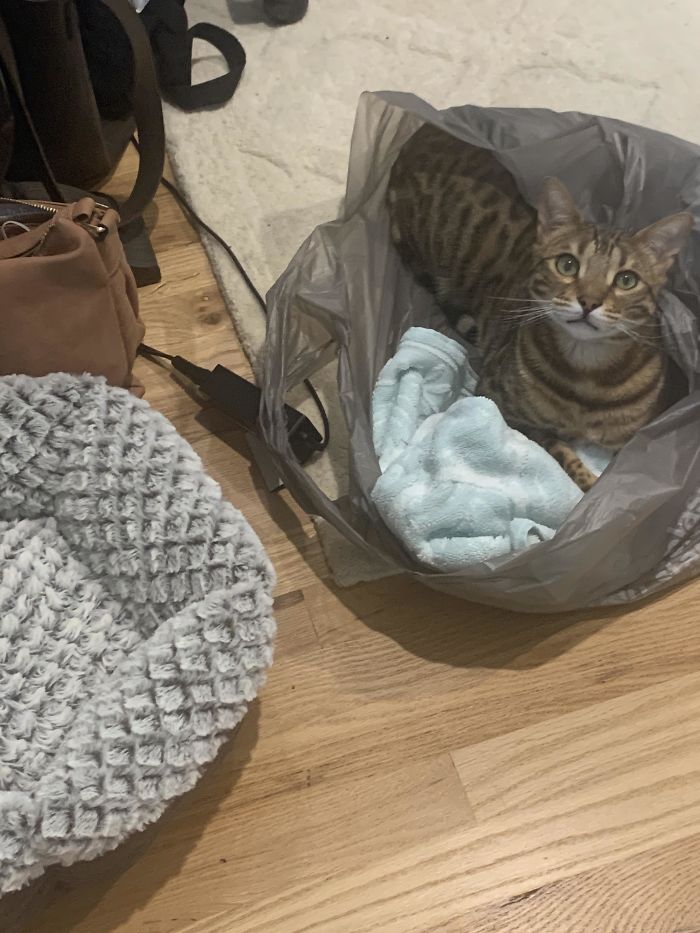 If This Isn’t The Most Cat Thing Ever. Refusing The Plush Cat Bed In Favor Of The Plastic Bag Full Of Things I Have To Return To The Store