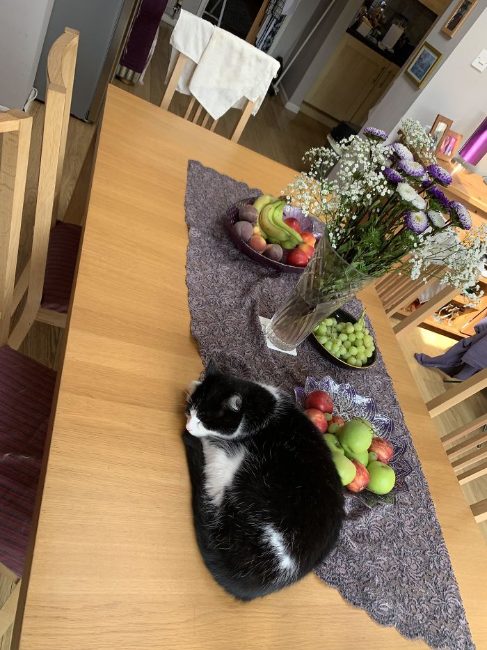 2 Cat Trees, 2 Sofas, Numerous Cat Beds Baskets And Cushions, Even A Dog Bed With Snuggly Blankets, And Where Does This Cat Sleep?