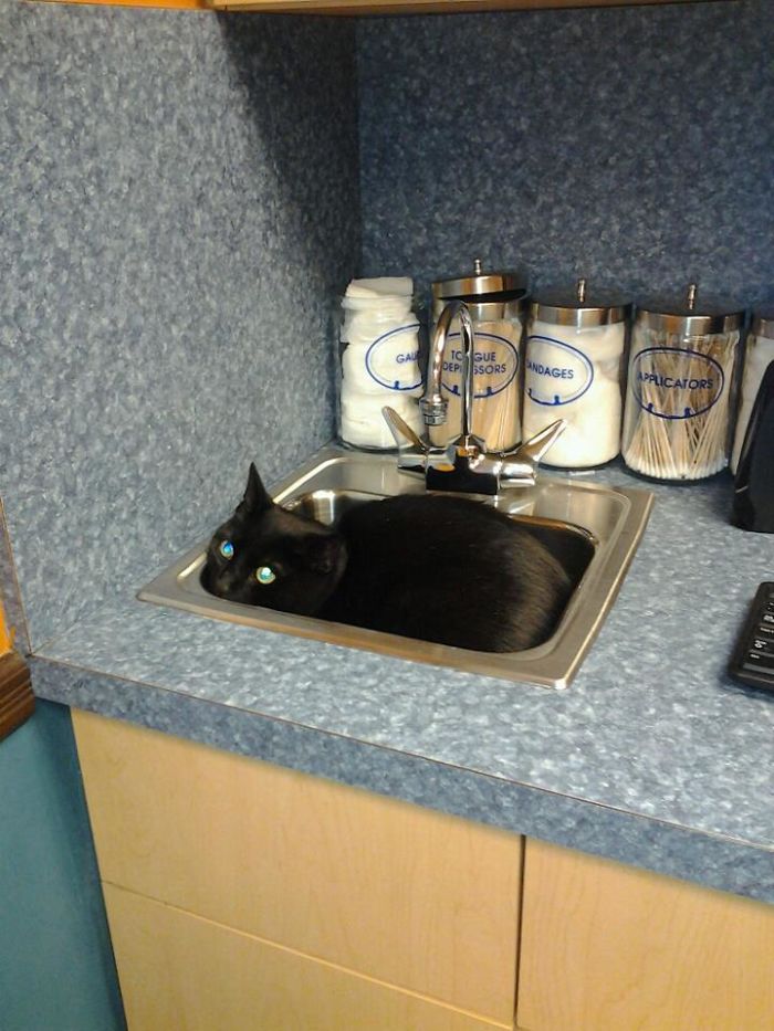 Cat Logic: He'd Rather Be Wet, Than At The Vet