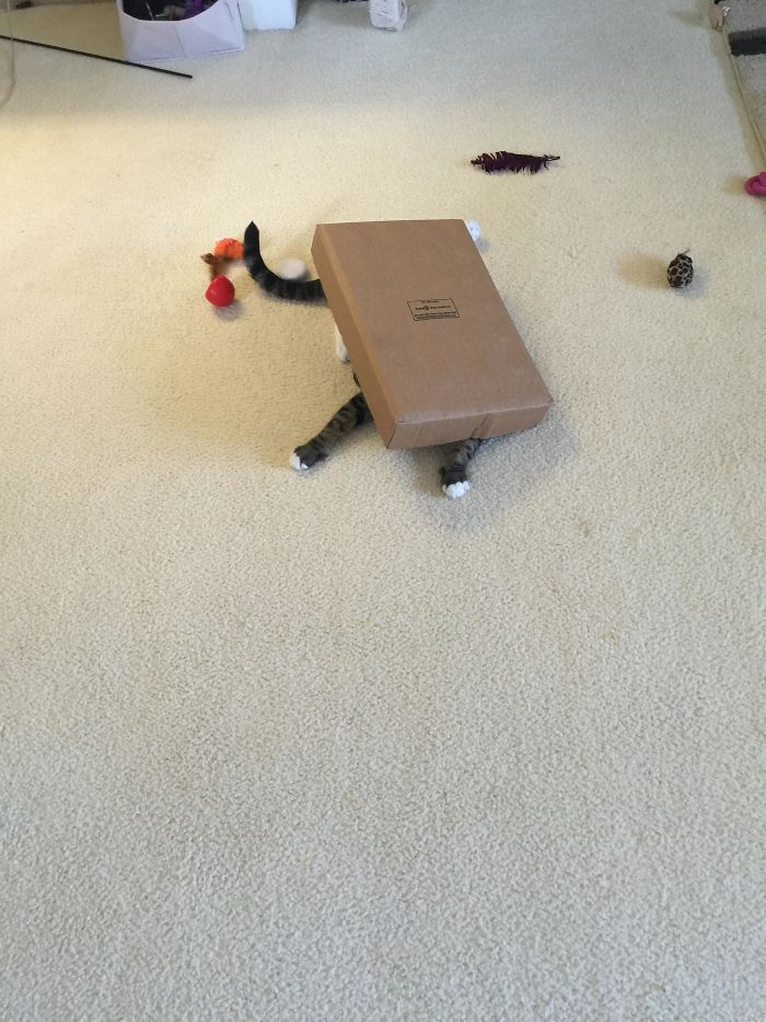 "They'll Never See Me Under Here!" - Cat