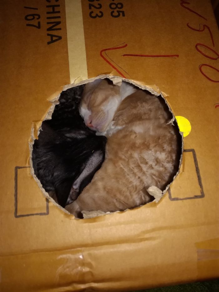 My 2 Cornish Rex Cats Ninja And Yolandi Have Various Cat Beds And Cat Trees With Fluffy Cushions... But Now They Nap In A Cardboard Box