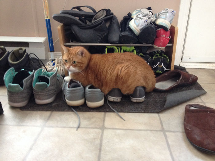 Cat Logic: Comfy Cat Bed Or Shoes?... Shoes