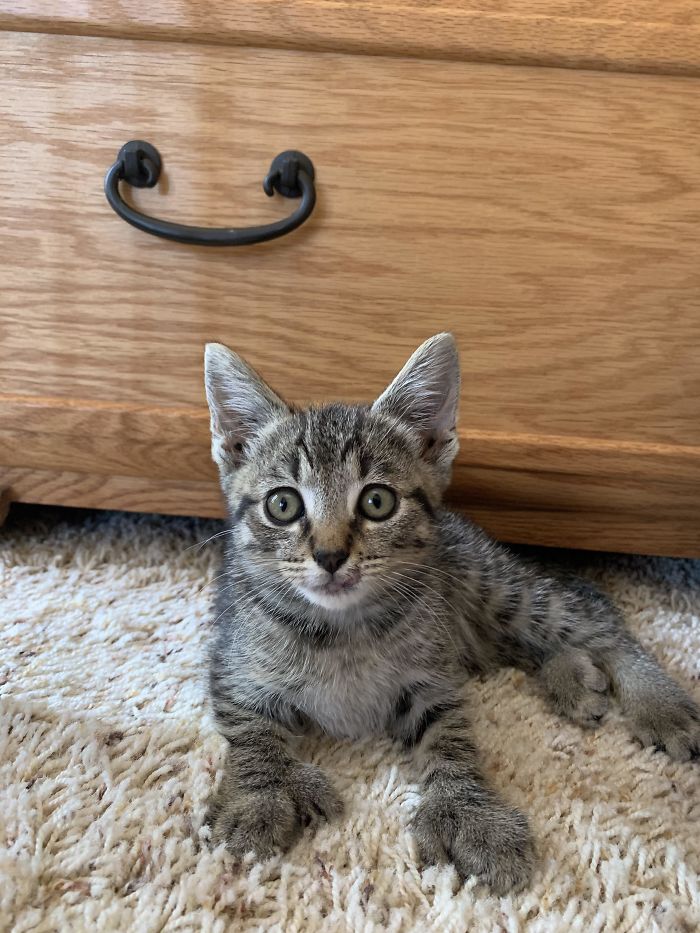 Found This Little Polydactyl Kitten On My Porch The Other Night