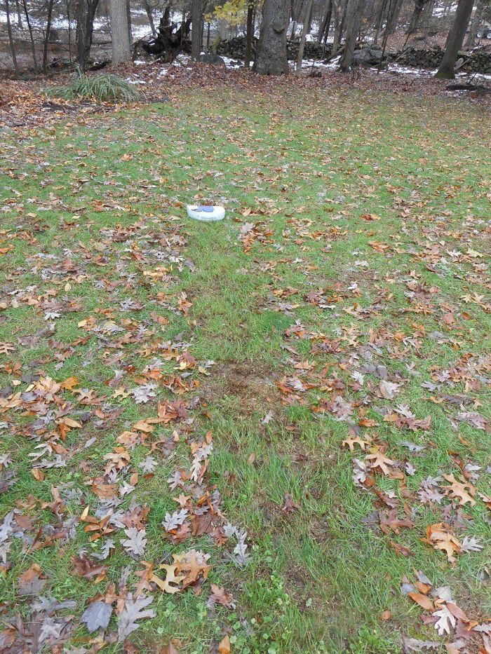 My Parents Tested Using Robo-Vac To Clean The Unfinished Basement And Apparently Left The Walk-Out Door Open