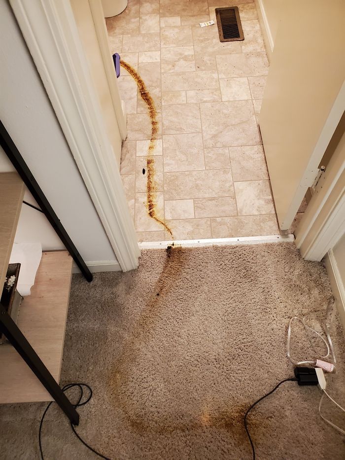 Cat Took A Crap On The Floor And Our Roomba Decided To Drag It All Over The Floor