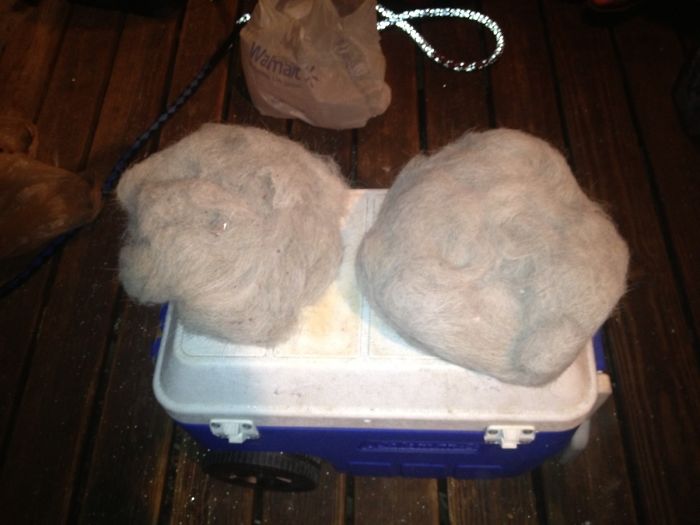 My Buddie's Girlfriend Has A Husky And Hasn't Vacuumed For A Few Months This Came Out Of Said Vacuum After