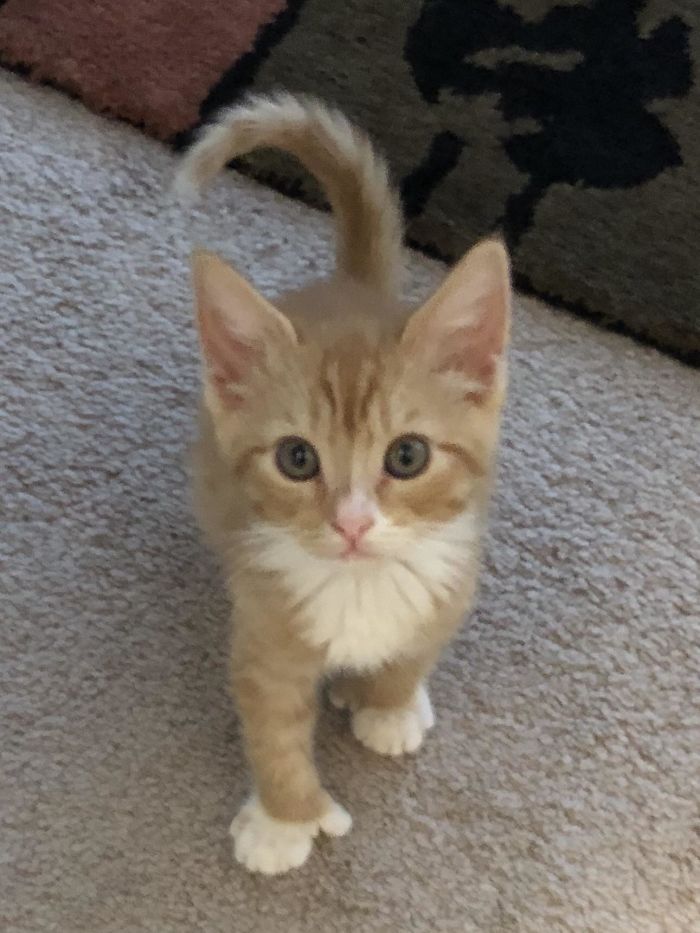 My Newly Adopted Kitten Is Polydactyl! Both Front Paws Have An Extra Finger So It Looks Like He Has Little Thumbs