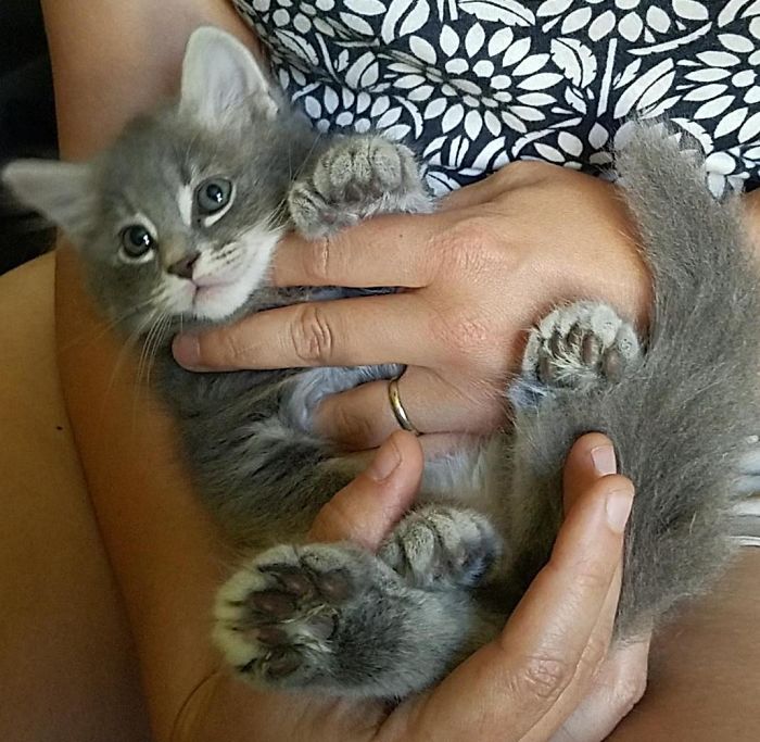 Meet Our Polydactyl Baby Amira! I Call Her Bonus Beans