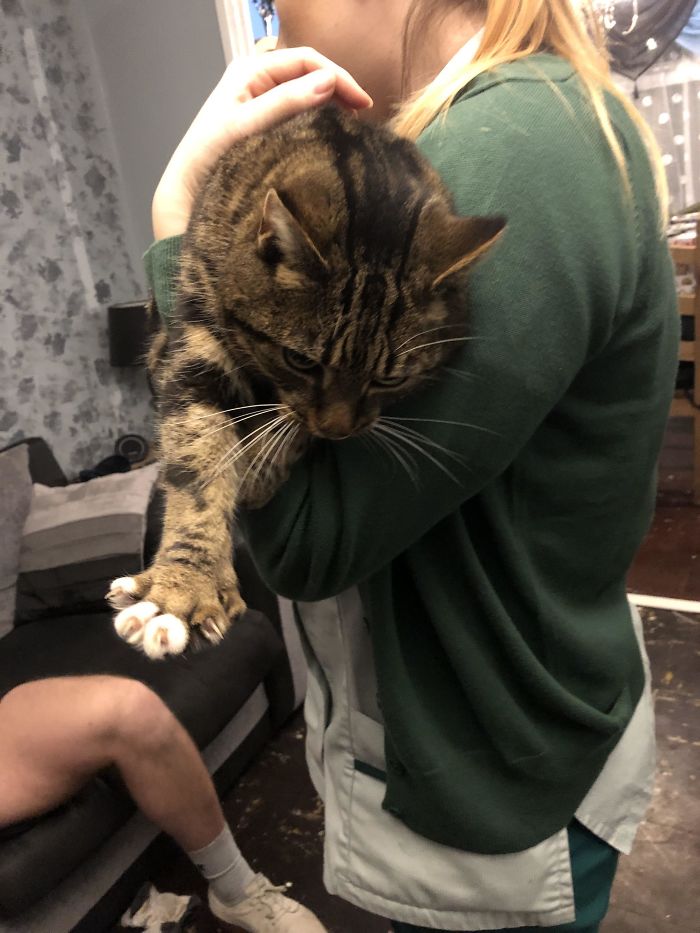 A Polydactyl Cat Nudged It’s Way Through My Door And Made Itself At Home, After Previously Following Me Home Multiple Times, We Named Him Thumper