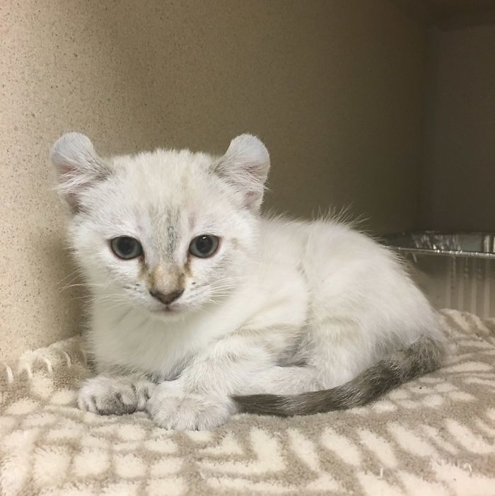 A Unicorn Came Into The Shelter Today: Polydactyl Highland Lynx