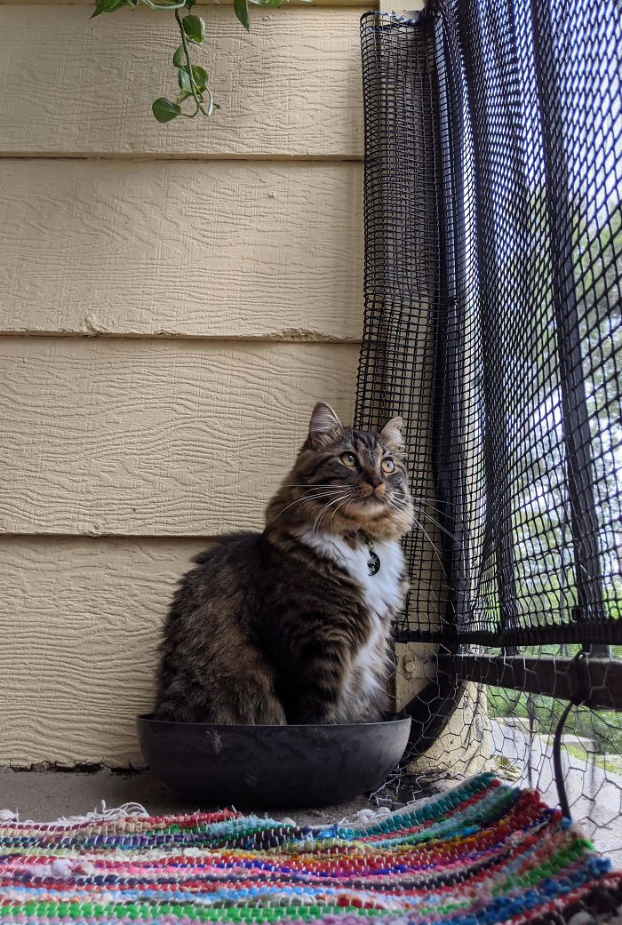 Old Succulent Planter > Comfy Cat Bed