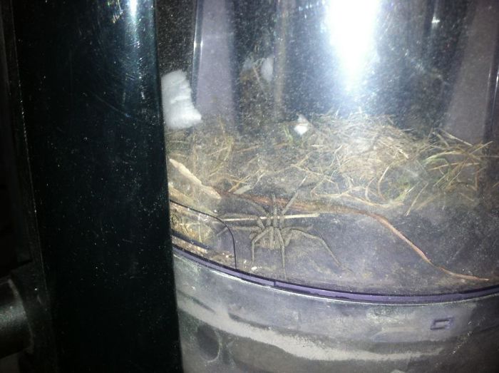 Vacuuming When... Nope