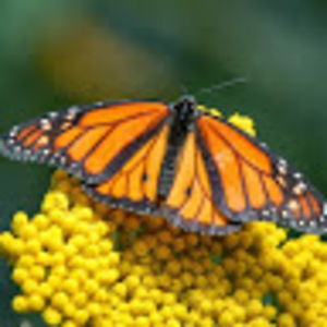 eileenhawkins avatar