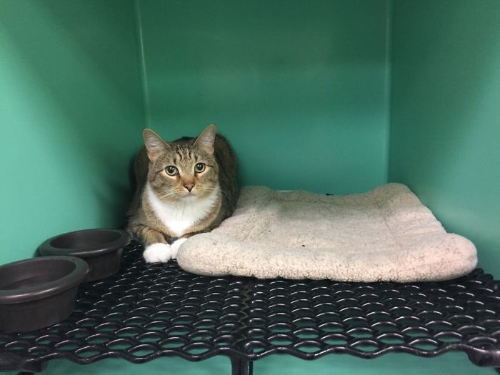 We Paid Extra So He Could Have The Bed While Staying At The Kennel