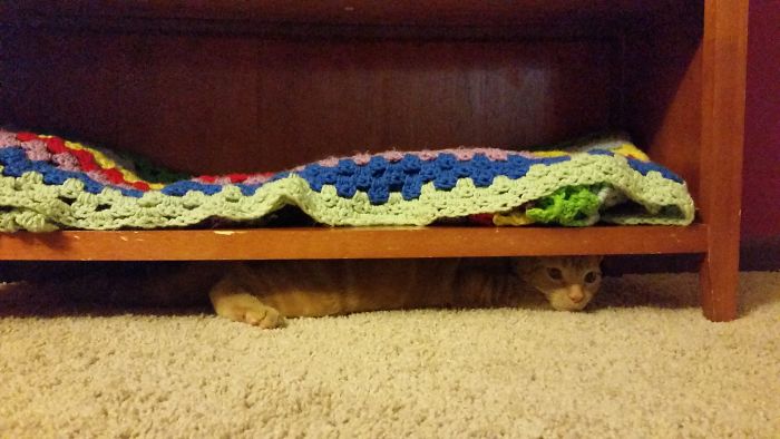 I Tried To Be Nice And Make My Cat A Bed On The Bookshelf