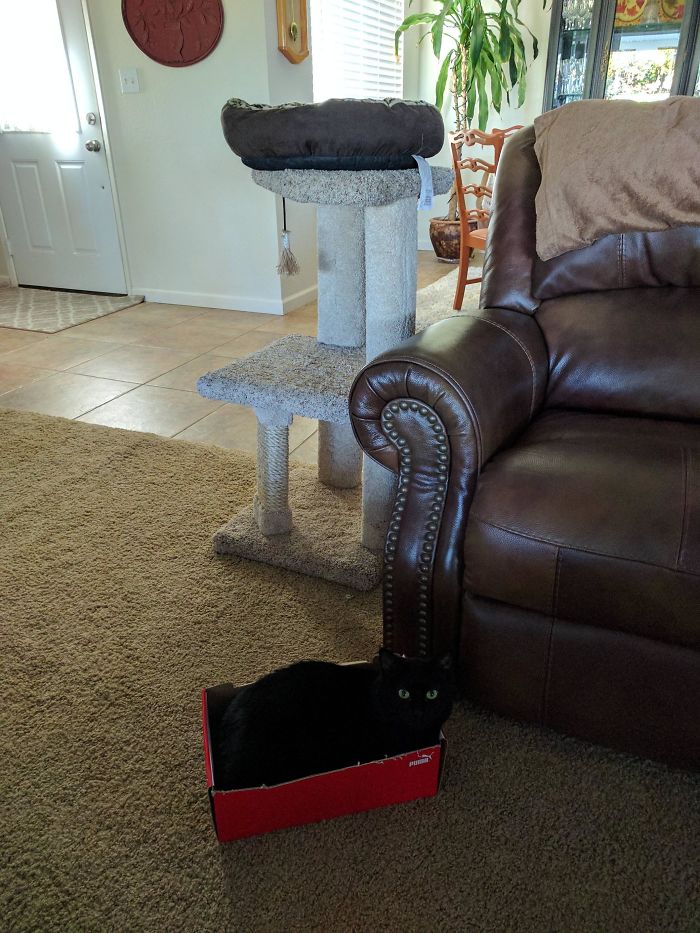 My Cat Enjoying Her New Bed