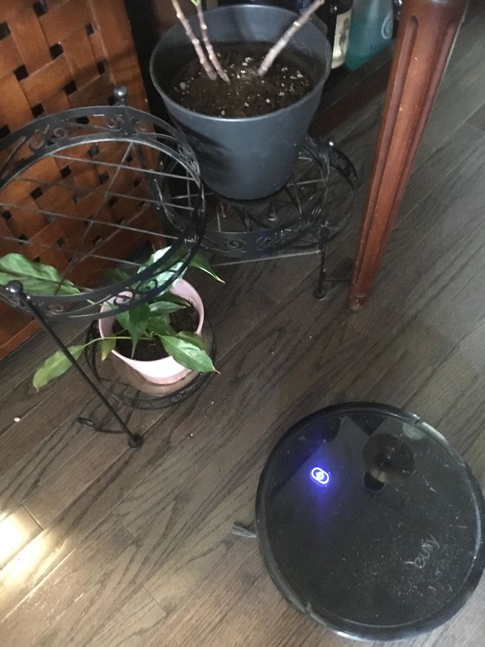 My Vacuum Robot That Knocked Over These Plants, Making A Bigger Mess Than Any One This Jerk Has Ever Cleaned