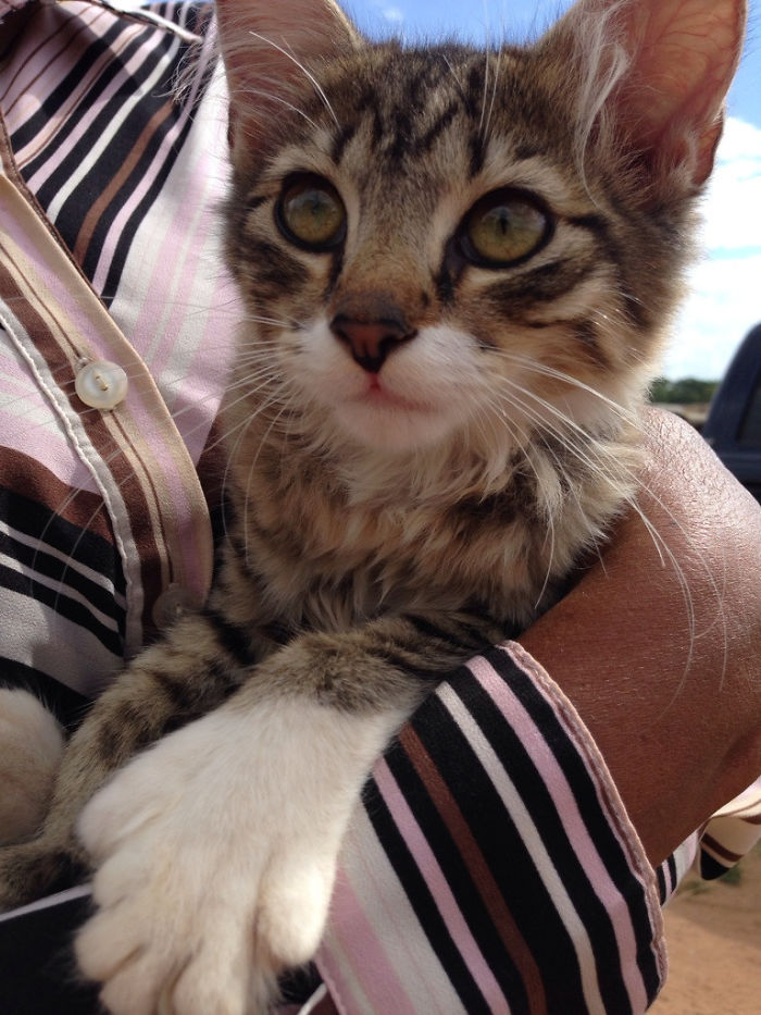 Mittens. The Polydactyl Cat