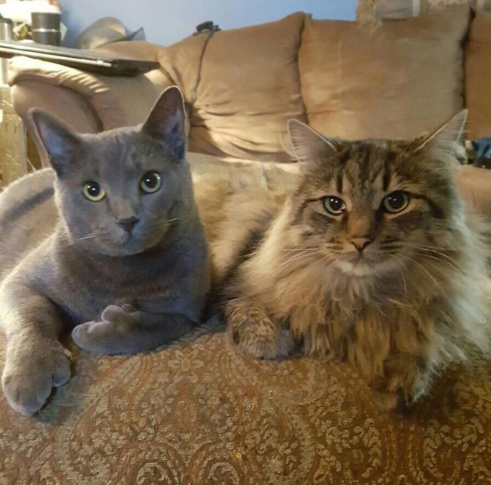 My Friend Has A Polydactyl Cat. He Looks Like He Is Throwing A Gang Sign