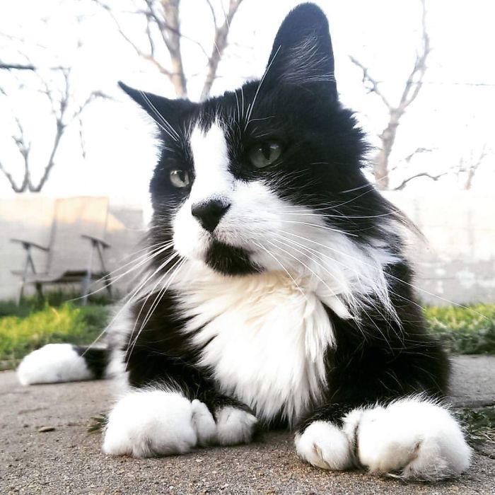 My Cat Is Polydactyl. 7 Toes On One Paw