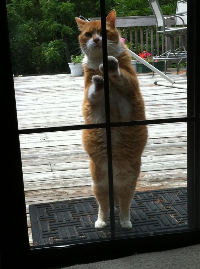 Polydactyl Kitty Would Like To Come Inside