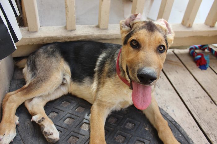 Meet My New Boi! He's Got Floopy Ears And Extra Toes! But He Doesn't Have A Name Yet