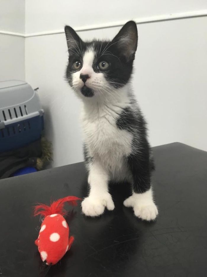 This Kitten Has Two Extra Toes