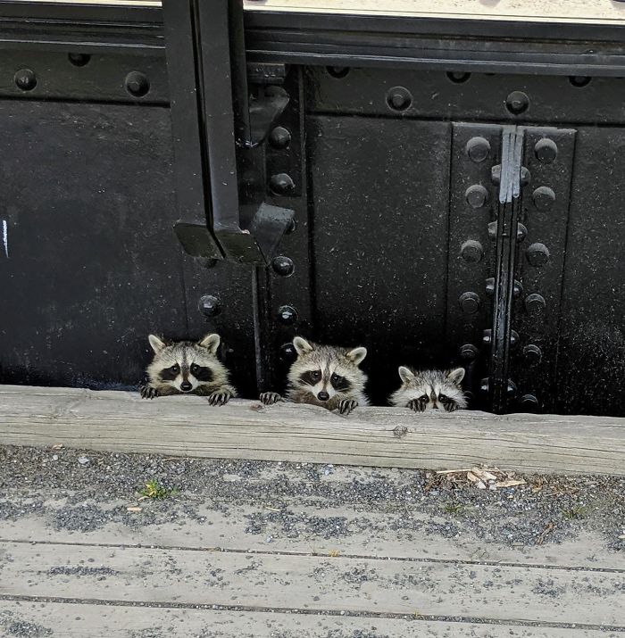 Baby Trash Pandas