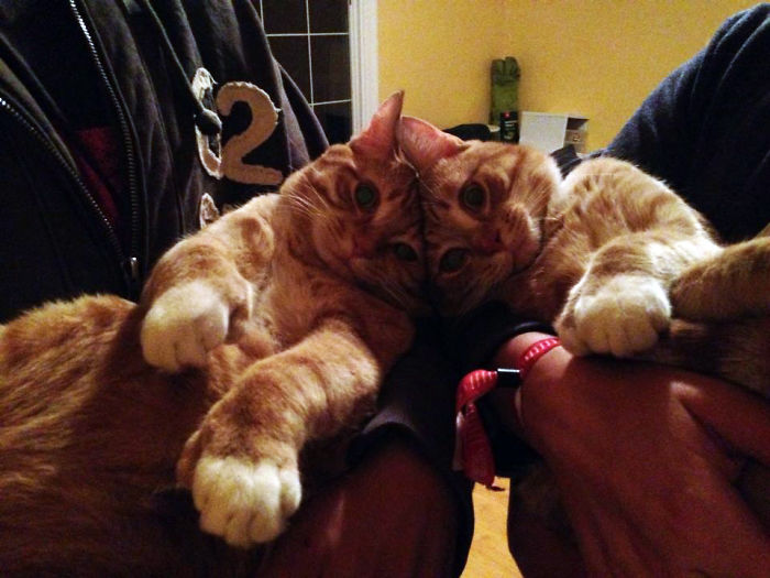 What These Twin Gentlemen Lack In Mental Capacity, They Make Up For In Extra Toes