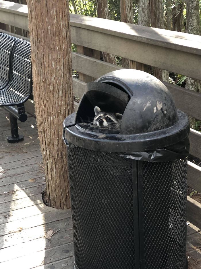 Trash Panda