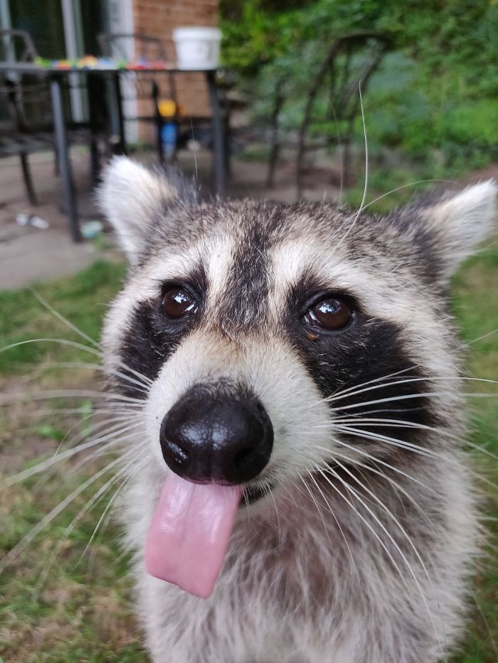 Trash Panda Mid-Mlem