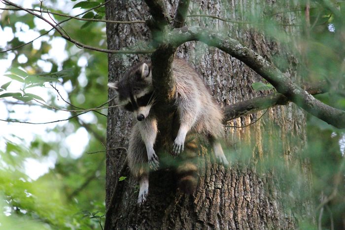 Our Neighborhood Trash Panda, Chillin