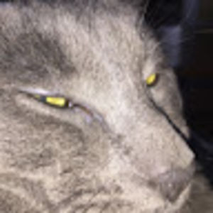 ariannagraves avatar