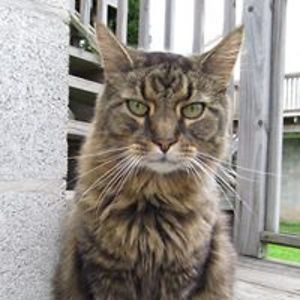 victorianidetch avatar