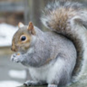 brysonoesterling avatar