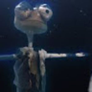 daschengajawara avatar