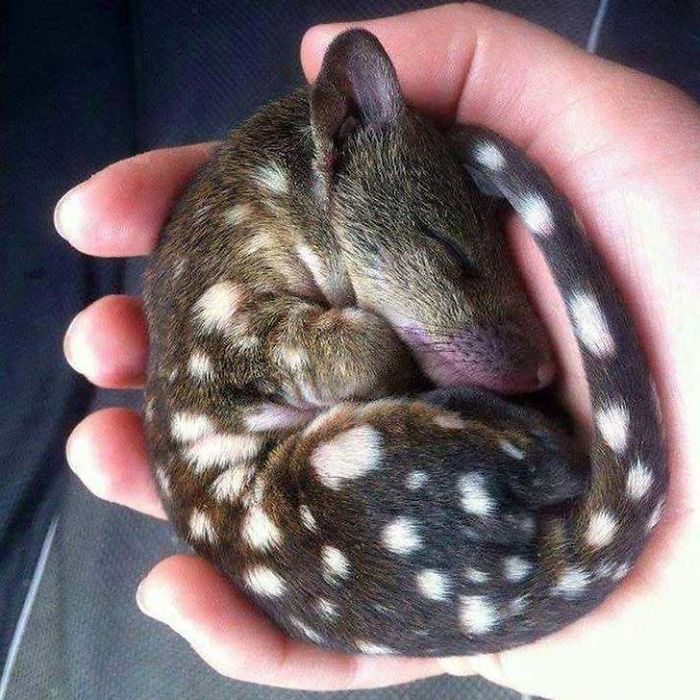 A tiny spotted animal curled up and sleeping peacefully in a person’s hand, showcasing adorable animal facts.