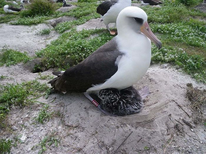 Albatross bird nesting with chick on sandy ground, showcasing lesser-known facts about animals that made people say aww.