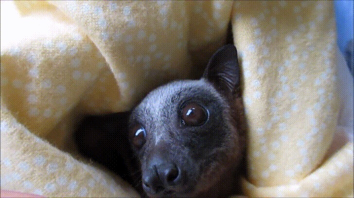 Close-up of a small animal wrapped in a yellow blanket, showcasing a lesser-known cute animal fact that inspires awe.